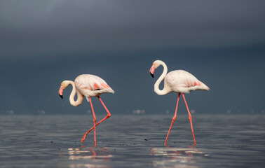 Wild african birds. Two Great african flamingos  walking around the blue lagoon against bright sky