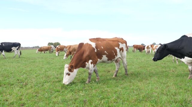 Cows graze in the pasture. Agriculture. Cattle breeding.