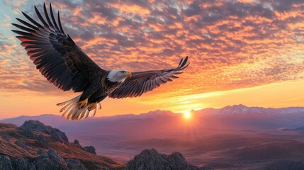 A bald eagle soaring against sunset.