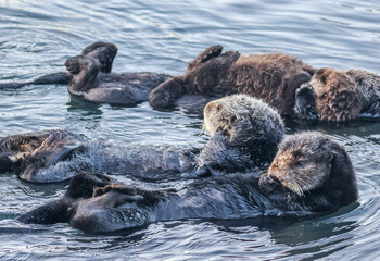 Sea otters (Enhydra lutris) floating on their backs off the pacific coast at Morro Bay, California, USA.