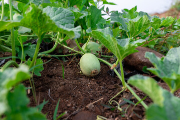 Green melon cantaloupe growing in organic melon green house farm beautiful green leaves. green melon in farm background