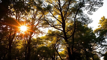 Fototapeta premium Golden Hour Forest Canopy - Lush Sunlight
