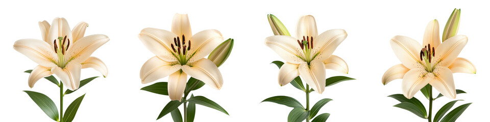 Obraz premium Elegant and delicate lily flowers blooming in a lush garden exuding natural beauty graceful charm and a serene ambiance