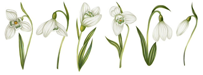 Set of 6 watercolor snowdrops flowers. Floral arrangement from a card. Print with flowers. Picture for a flower shop. Growing flowers
