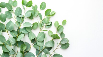 Fototapeta premium Eucalyptus Leaves on White Background: A Minimalist Botanical Photography