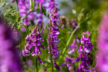 Vetch, vicia cracca valuable honey plant, fodder, and medicinal plant. Fragile purple flowers background. Woolly or Fodder Vetch blossom in spring garden