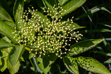 Flower buds and flowers of the Black Elder in spring, Sambucus nigra