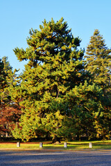 Fototapeta premium 京都御苑の松