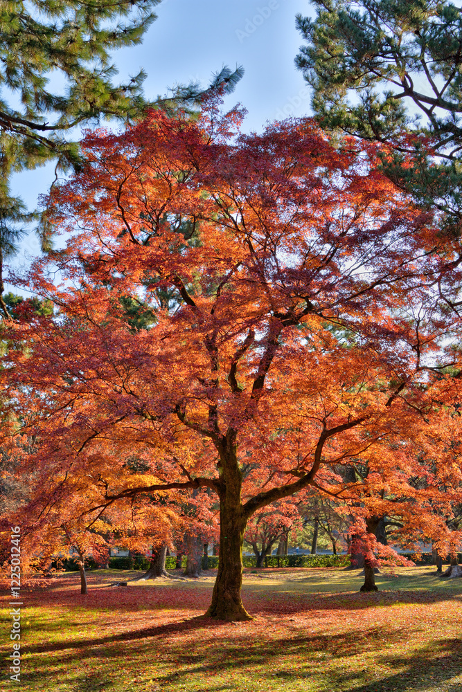 Poster 京都御苑の紅葉