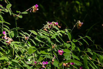Lathyrus niger grows in the wild nature of the forest in spring