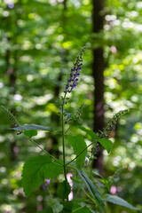 Fototapeta premium The valuable medicinal plant Scutellaria galericulata grows in the wild