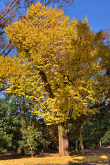 Naklejka premium 京都御苑の銀杏