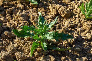Close-up of green leaves of Sonchus hierrensis plant. Sonchus hierrensis or Cerrajon plants green leaves. Sow thistles less commonly hare thistles or hare lettuces