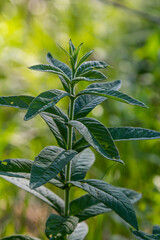 Mentha, also known as mint, used as a spice for tea and flavoring of food and other drinks