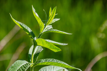 Mentha, also known as mint, used as a spice for tea and flavoring of food and other drinks