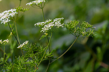 White Chaerophyllum aureum plant with smooth bokeh