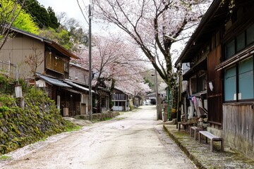 Fototapeta premium Cherry Blossom Alley A serene alley lined with cherry blossom trees in full bloom, their pink petals scattered on the pathway