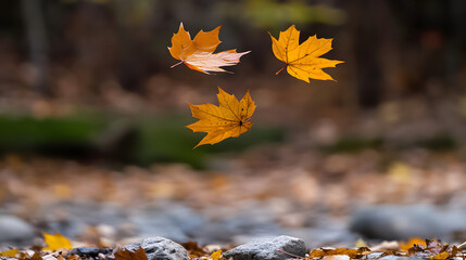 autumn leaves in the forest
