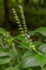 The valuable medicinal plant Scutellaria galericulata grows in the wild
