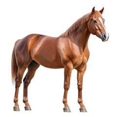 Obraz premium Brown horse stands alone on a white background