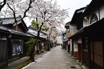 Fototapeta premium Cherry Blossom Alley A serene alley lined with cherry blossom trees in full bloom, their pink petals scattered on the pathway