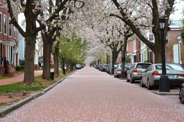 Cherry Blossom Alley A serene alley lined with cherry blossom trees in full bloom, their pink petals scattered on the pathway