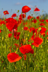Obraz premium Papaver rhoeas or common poppy, red poppy is an annual herbaceous flowering plant in the poppy family, Papaveraceae, with red petals
