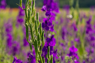Consolida orientalis. Eastern Larkspur. Bright purple flowers on a green meadow