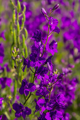 Consolida orientalis. Eastern Larkspur. Bright purple flowers on a green meadow