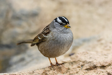The white-crowned sparrow (Zonotrichia leucophrys) is a species of passerine bird native to North America. 