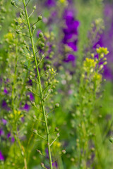 Camelina microcarpa, Brassicaceae. Wild plant shot in spring