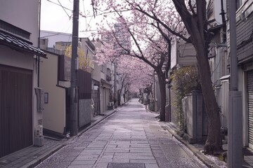 Cherry Blossom Alley A serene alley lined with cherry blossom trees in full bloom, their pink petals scattered on the pathway