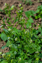 In nature, Thlaspi arvense grows among wild grasses