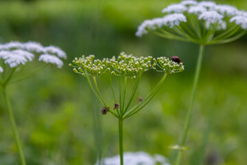 white inflorescence and green leaves of Aethusa cynapium plant