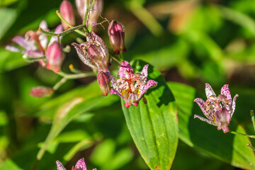 Japanese toad lily( Tricyrtis hirta) is an intriguing clump forming perennial with hairy stems and beautiful small orchid-like flowers.