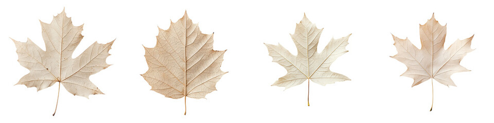 Fototapeta premium Beautifully arranged collection of various shaped and colored autumn maple leaves scattered on a plain white background The dried crisp leaves in shades of yellow green and brown create a natural