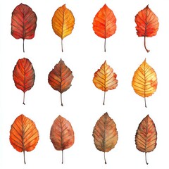 Fototapeta premium Autumn leaves collection, white background, fall foliage, design element