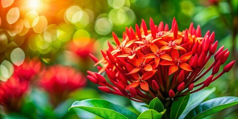 Vibrant Red Ixora Coccinea Flower Spike with Bokeh Background - Panoramic Shot