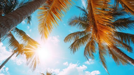 Tropical Palm Trees Under Bright Sunlight with Clear Blue Sky