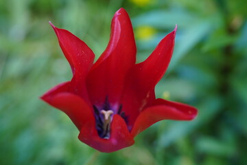 Tulips are a winter flower that is a symbol of Holland. They come in many colors and are used to decorate houses for beauty.