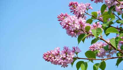 Blooming lilac branches with soft purple flowers against a clear blue sky
