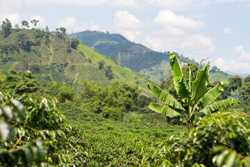 Coffee Plantation in Manizales, Caldas, Colombia &ndash; Verdant Landscape of Coffee Cultivation