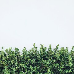 Lush Green Foliage Against White Wall for Tranquil Background Design