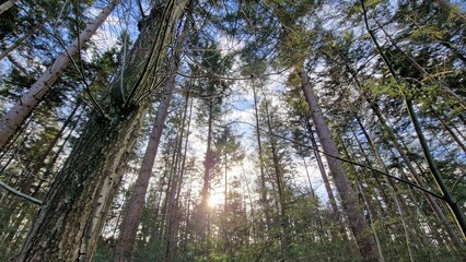 sun through the trees