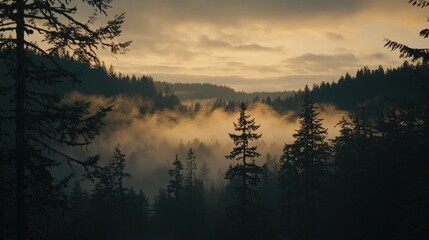 Obraz premium Misty sunrise over a valley shrouded in fog, viewed through dark evergreen trees.