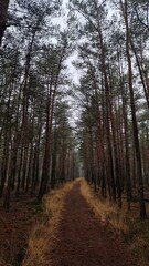 Dark path in the woods
