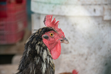 A rooster with a red comb and black feathers. Bird flu on Poultry farm. Decrease in chicken farming. Extermination of birds due to the threat of infection transmission