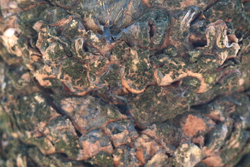 Close-Up Detail of Palm Tree Bark with Natural Patterns and Textures