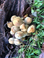 Yellow Mushrooms
