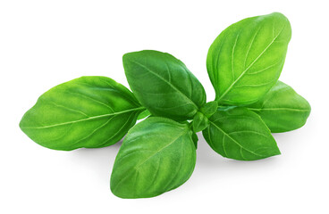 Basil leaves isolated. Fresh green Basil leaf on white. Genovese basil or sweet basil close up